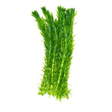 *新品鱼缸水族箱植物水草莫斯真中后景绿菊蜈蚣草阴性造景装饰dg