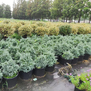 �{�����{ɫ�����߳��G������~�ɰ��ͺ��}�Q����BͥԺ���Rֲ��