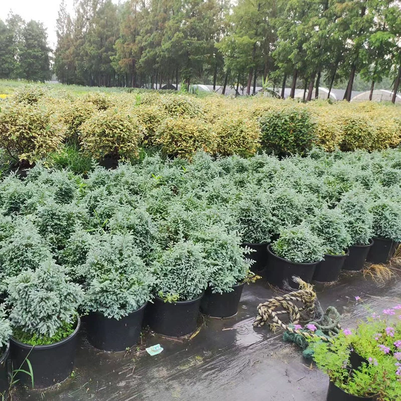 Голубое озеро Кипарис Голубая Порва Вечнозеленый хвойный кипарис в горшке Морозостойкая Рождественская елка Хороший Садовый цветок Зеркальное растение