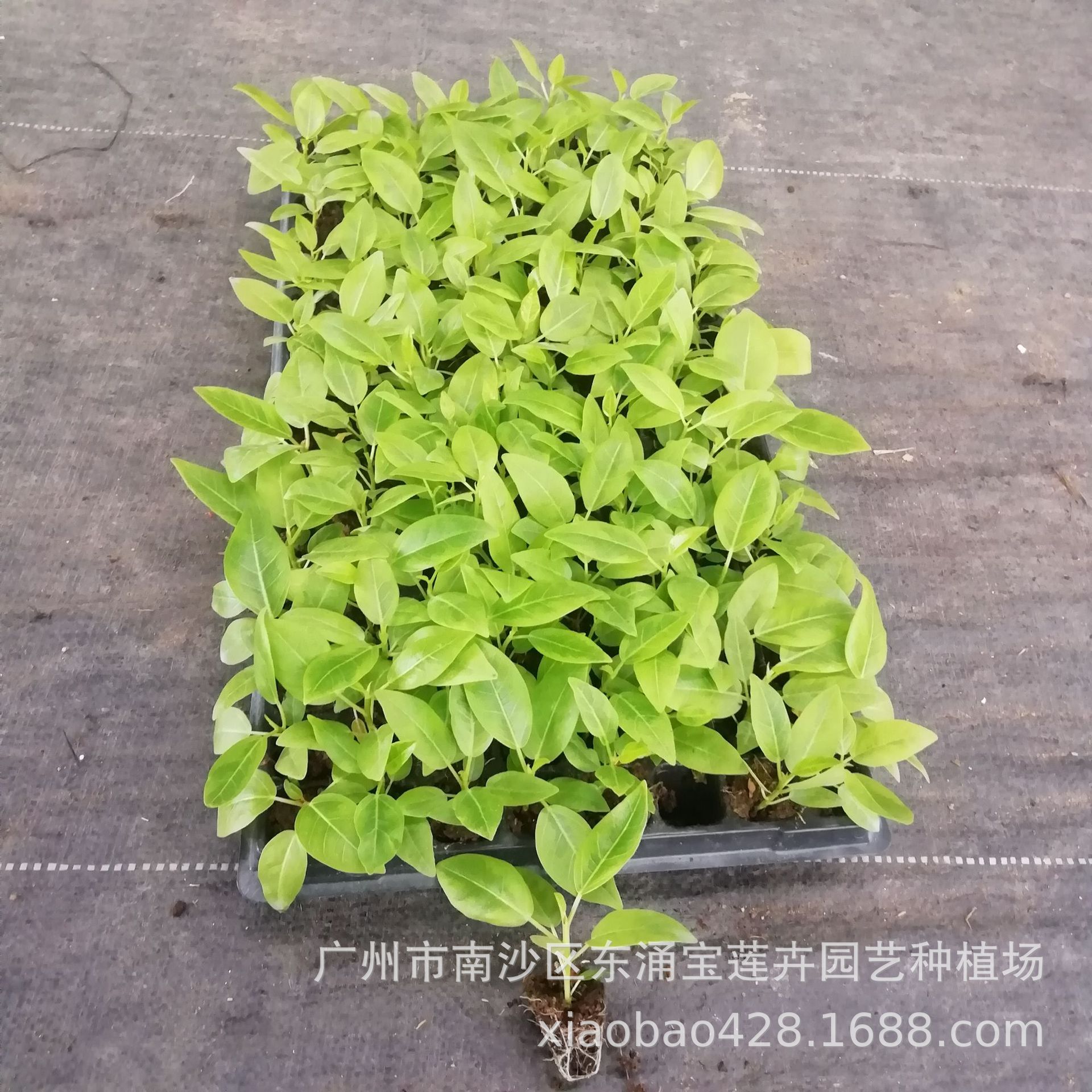 Tissue culture factory direct supply of green plant potted flowers…
