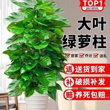 ������~�G�}�����ԾG�}����ȩ�·��͏d�҃��_�m��ֲ���˺��B��