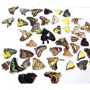 ��Ʒ������˱�͐���P��ԭ��A1Ʒ�|��ͯ�����ֹ����ƹ��߲���1