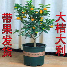 四季金桔树苗盆栽带果可食用植物室内花卉阳台年宵小橘子绿植易活