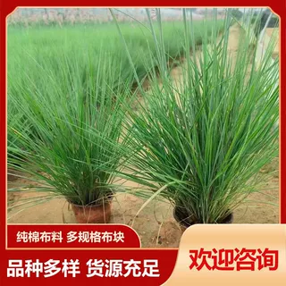 蜜糖草坡地毛冠草 绿化工程观赏草 公园绿化草花蜜糖草