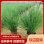 工程公园绿化蜜糖观赏草