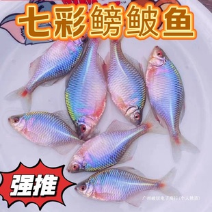 ���Q�~�^�p�~��ˮ�~ԭ���~�߲���Ƥ�~���w��Ƥ���wС�͵�ˮ�~���B