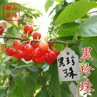 ������������硿��Ƥ������һ�����������Ի��Y���Ϸ�С���Ҙ���