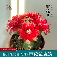 I绯花玉仙人球盆栽开花多肉植物带花苞室内花卉防辐射仙人掌桌面