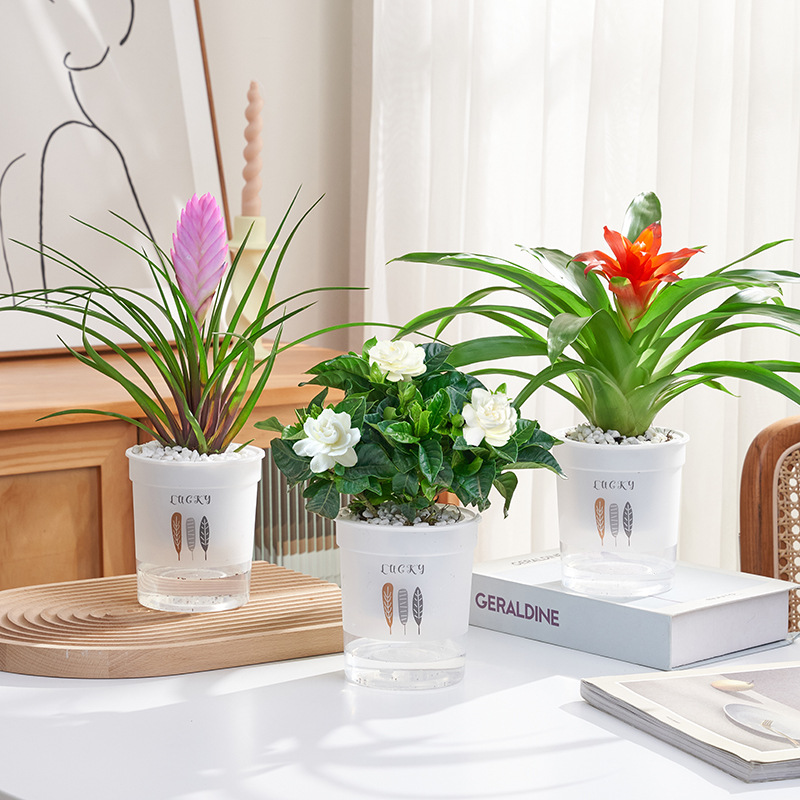 철란 + 치자나무 + 행운(삼엽흡수대) + 영양액