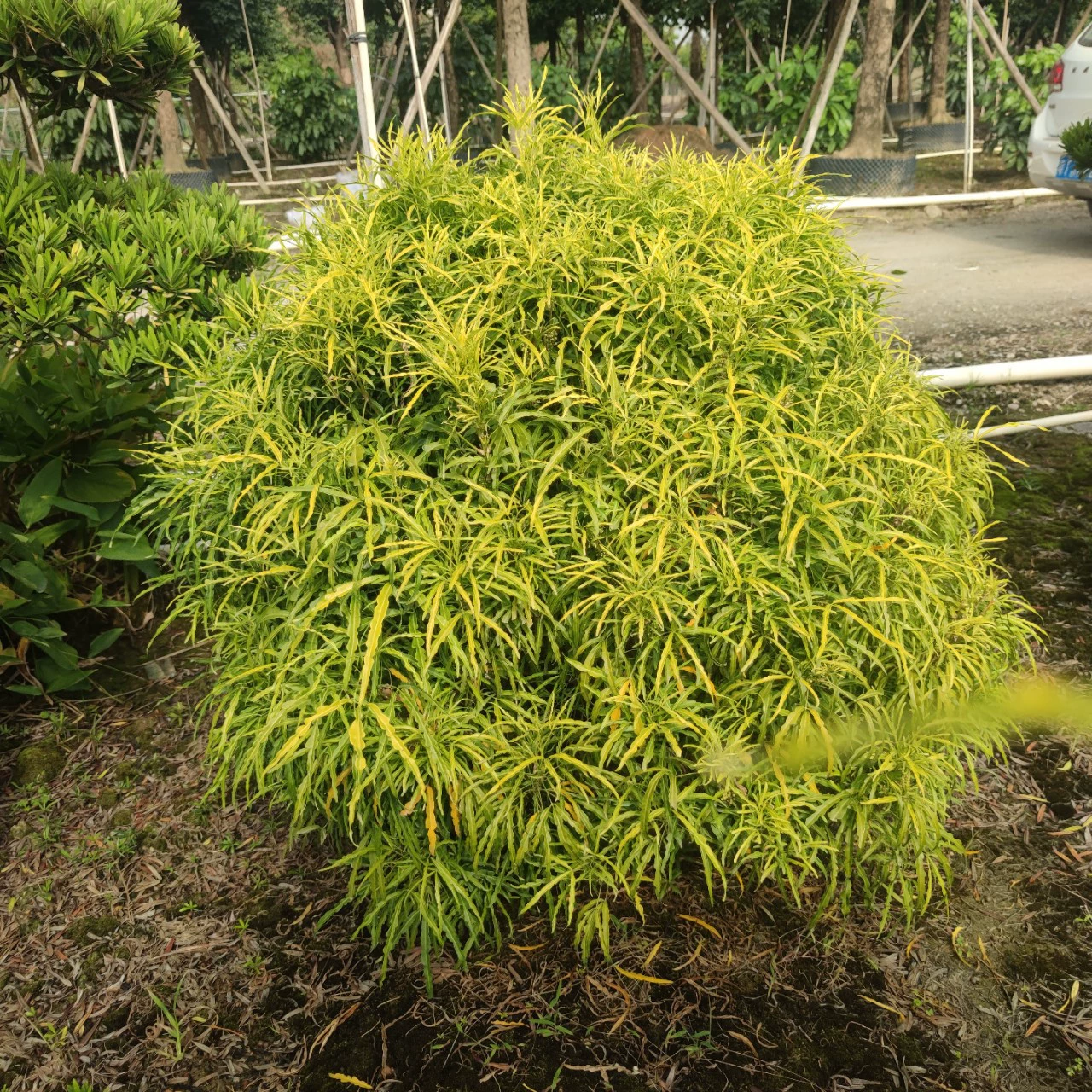 2312 Садовая база поставляет куриные ножки с золотыми листьями