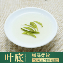 古丈毛尖绿茶新茶湘西浓香型高山云雾口粮茶250g袋装散装茶叶