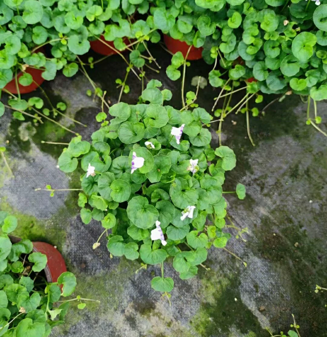 2204 база оптовая поставка панды