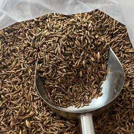 2025新茶 老鹰茶 青川高山茶 农家特产 干货茶叶250g包邮散装