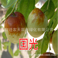 国光枣树苗活苗沾化冬枣大盆栽地栽嫁接果树苗南北方种植当年结果