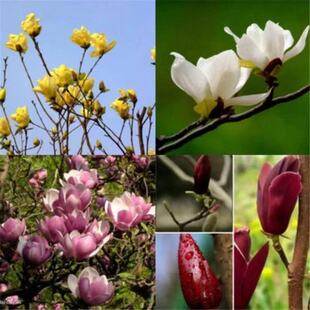 �²����m�N�� �V���m ��ɫ���m  �t���m �����m �²��װlѿ