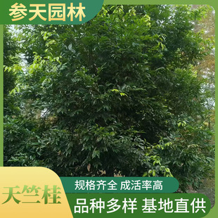 ���ù� ���ù�������l 8~18���ֿ��x���ù���ľ���ع��̾G����ľ