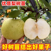 ������޽���������Sˮ���Ә��m���Ԯ���Y�������������