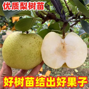 ������޽���������Sˮ���Ә��m���Ԯ���Y�������������