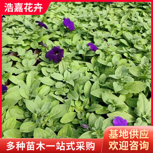 ����ţ�r������ ��һ�������ļ����⻨��ǧţ�r��ݻ� ������ţ