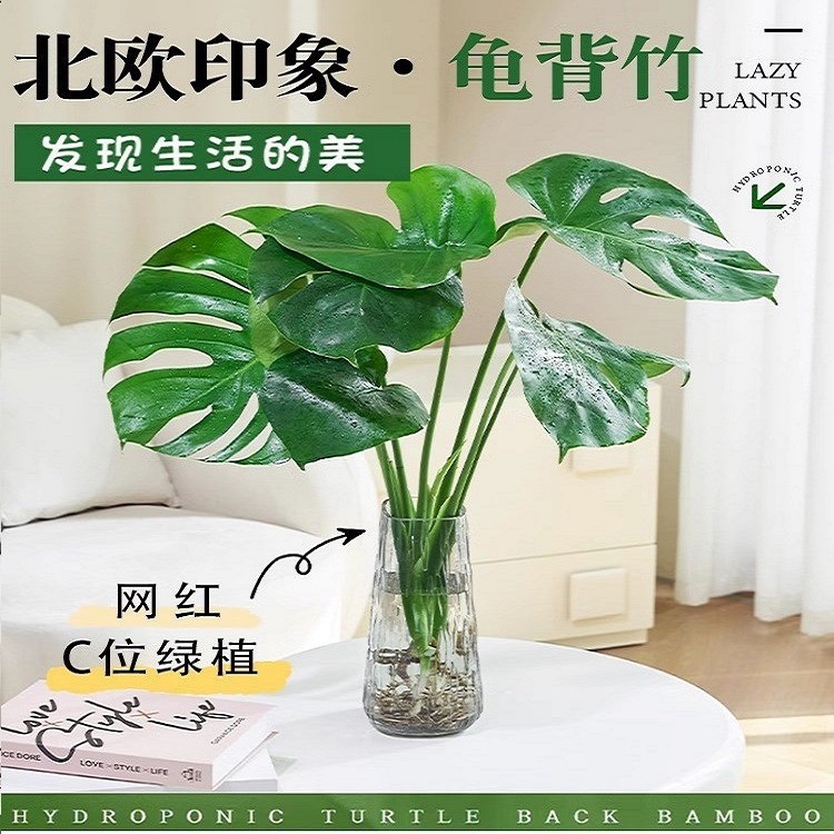 龟背竹盆栽水培植物大叶富贵竹天堂鸟室内客厅吸甲醛老桩好养绿植
