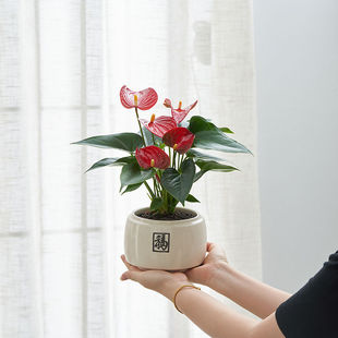 �ؼ��t���������\���^�����_��ֲ��͏d�����Gֲһ���L��҃�