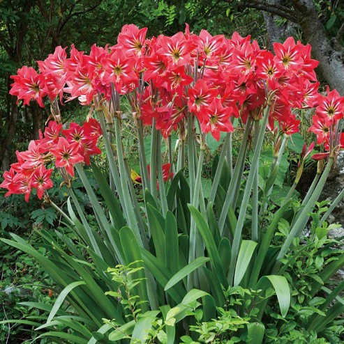 Домашний шарик с красными семенами