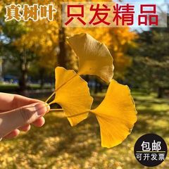 イチョウの叶天然木の叶サンプル幼稚园手作りしおり道具饰り新鲜真