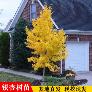 Golden Leaf Ginkgo Saplings, Ginkgo Live Seedlings, Courtyard House Greening Seedlings, Street Trees, Ginkgo Trees Planted in the North and South
