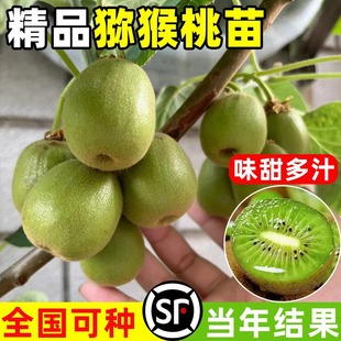 �t�īJ���Ҙ���t��҃����Ե����ϱ����ԷN��Ʒ�N���٫J������