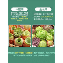 阳台多肉植物盆栽精品水蜜桃鸡蛋山地玫瑰室内桌面绿植吹雪玉露