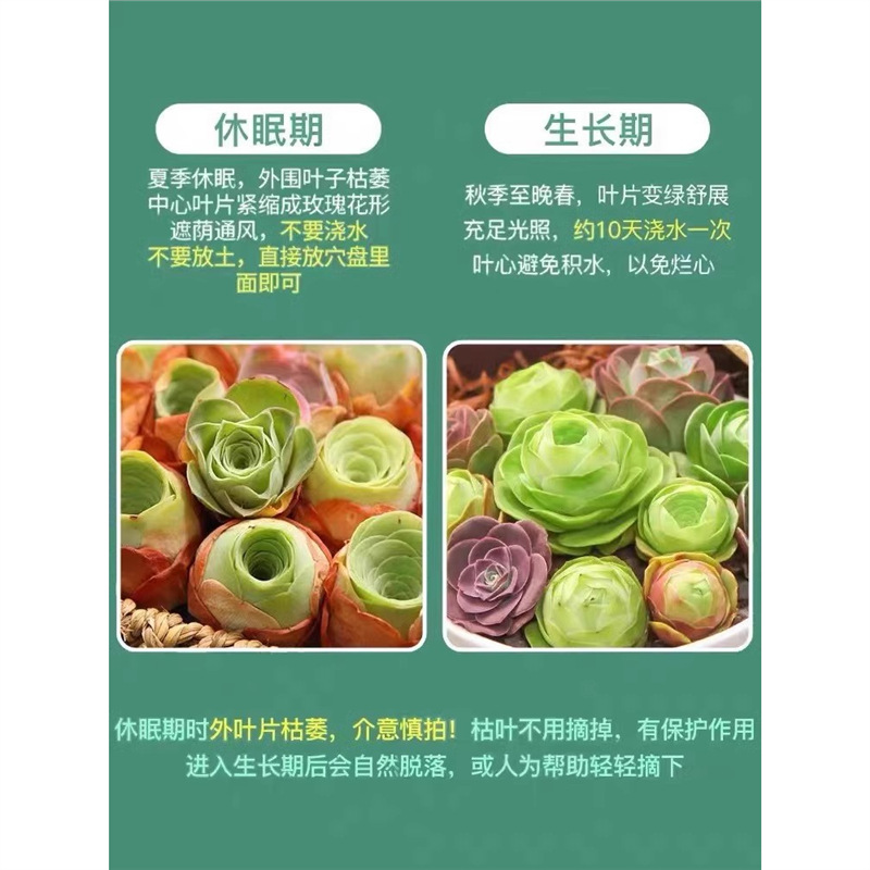 阳台多肉植物盆栽精品水蜜桃鸡蛋山地玫瑰室内桌面绿植吹雪玉露