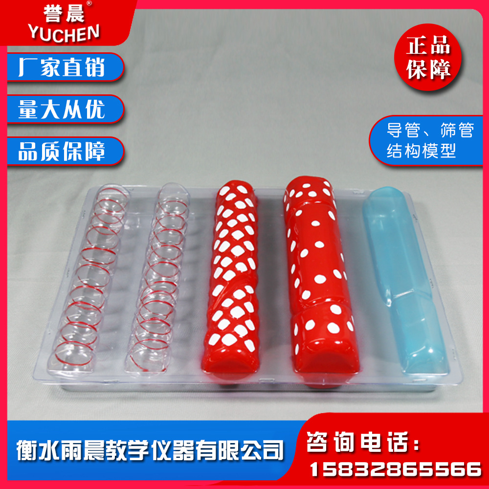 33003导管筛管结构模型讲解导管筛管结构时作直观教具教学仪器