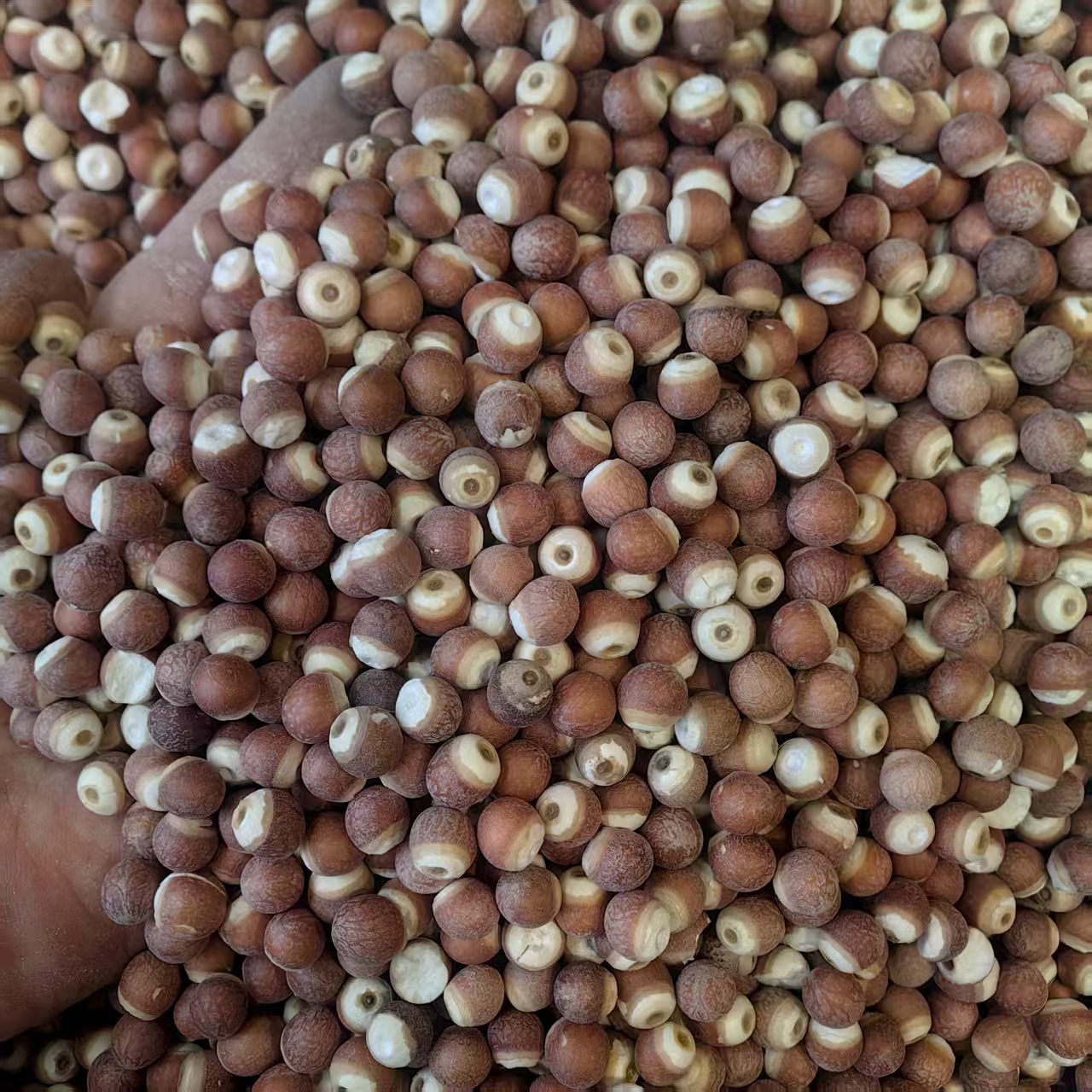 Dried Gorgon Fruit Qian Shi 500g Sulfur-Free Peeled Euryale Seeds for Soup Congee and Herbal Cooking key features