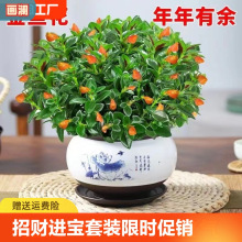 四季金鱼吊兰花盆栽室内绿植花卉多肉植物绿萝发财树好养吸甲醛