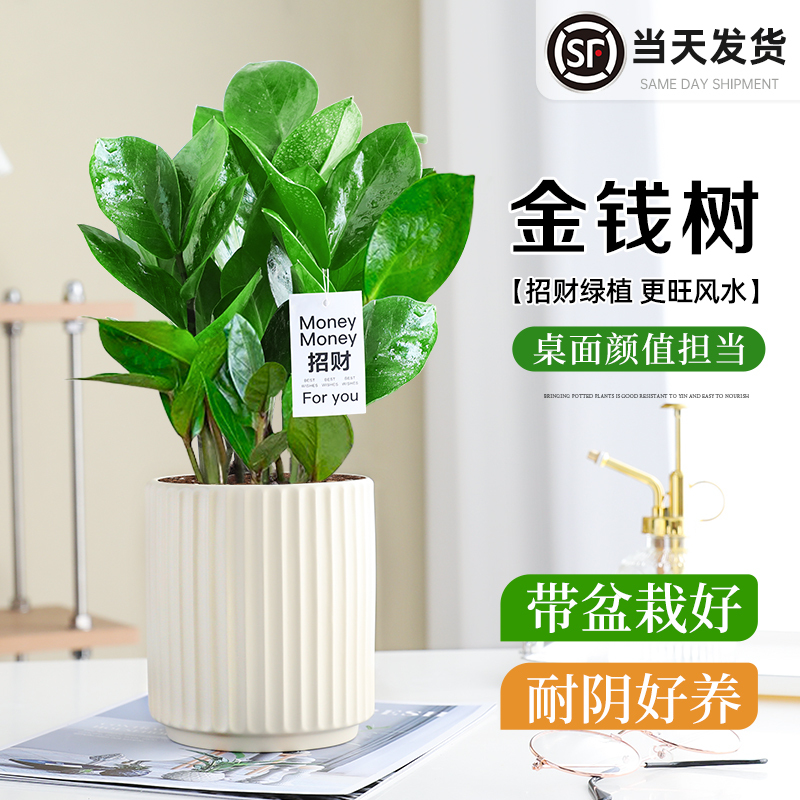 Money Tree Green Plant Money String Plant Indoor Office Desktop Fortune-Attracting Potted Plant Money Tree Air Purifying Plant with Pot and Soil Money Tree Green Plant Money String Plant Indoor Office Desktop Fortune-Attracting Potted Plant Money Tree Air Purifying Plant with Pot and Soil