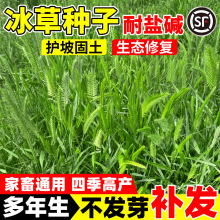 扁穗冰草种子护坡固土荒漠恢复抗风沙耐盐碱多年生蒙古冰草草籽