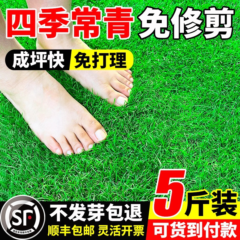 草籽种大全四季青免修剪狗牙根马尼拉庭院地毯草高羊茅草坪种子