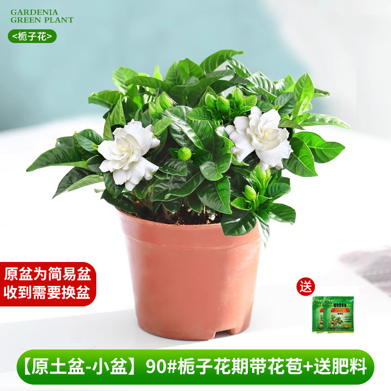[Bacia de solo original - bacia pequena] 90 # Período de floração da gardênia com botões + fertilizante grátis