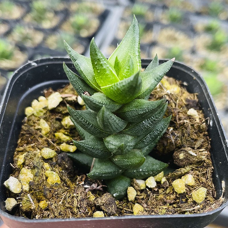 9륜 타워 단일 헤드 높이 4-5cm(플라스틱 세면대와 함께 제공)