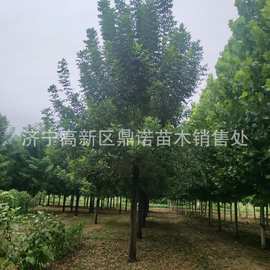 白蜡树苗 小叶白蜡树 8公分10公分15公分白蜡树