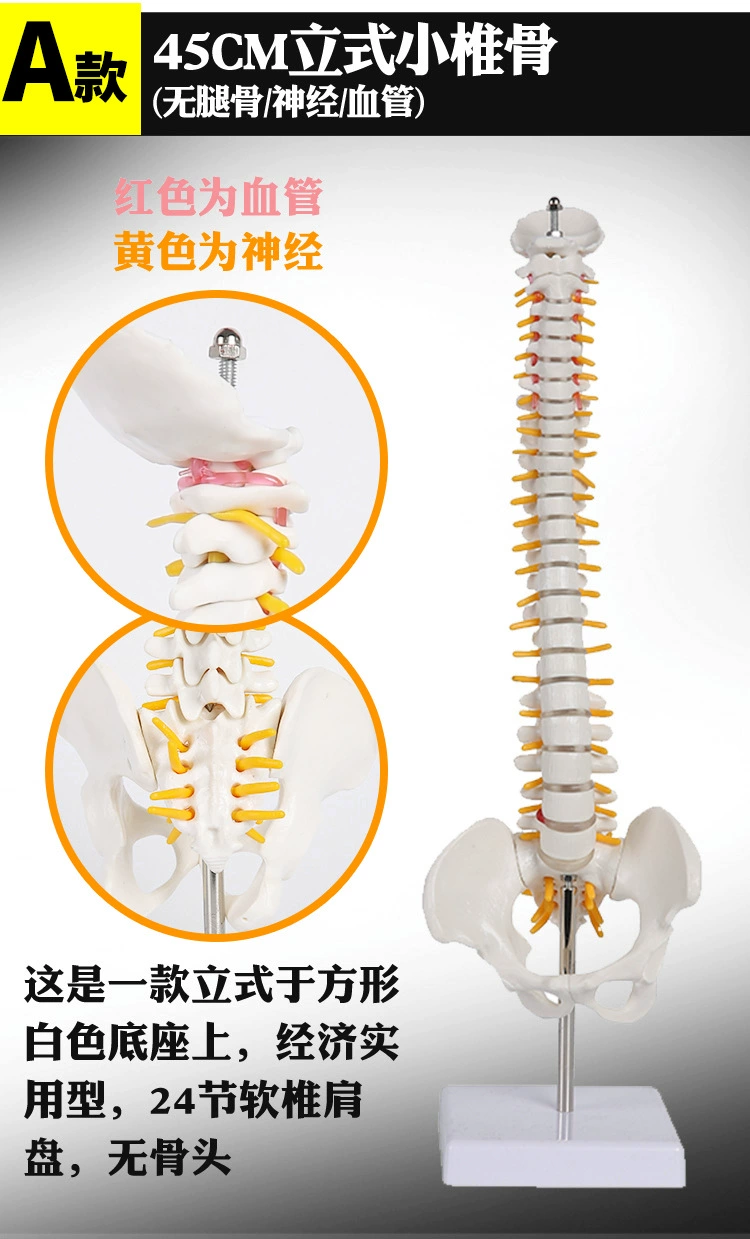 Physiological realistic removable skeleton, medicine toy, human bone