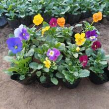 ��Ʒ�����������ͺ��������⻨��������G���ͺ��̨ͥԺ��ɫ��