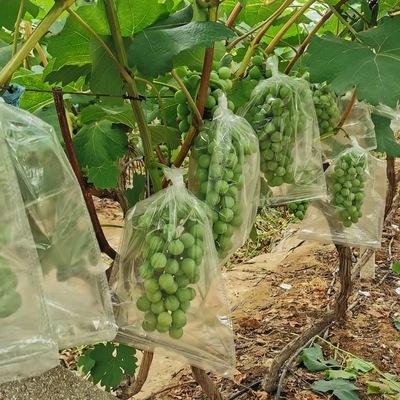 葡萄套袋透明微孔袋防虫透气着色好束口袋果园大棚水果保护套袋