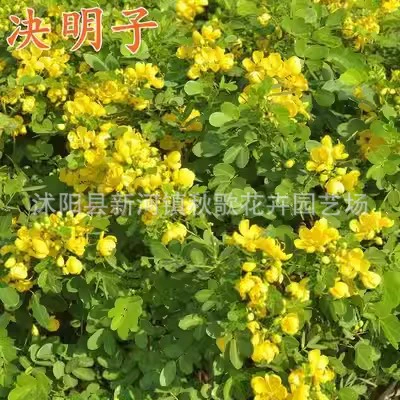 Защита от склона плотины Лекарственные материалы для кустарника Семя кассии Кассия Бык Лист Кассия Псевдо Фасоли Маша Трава Кассия