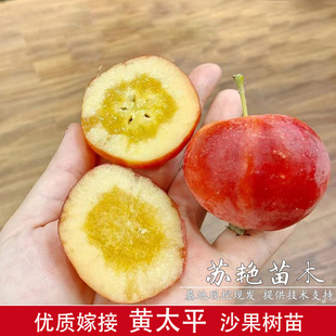 �ͺ��|����tɳ�������Ĺ��O�����簫������ͥԺ�S̫ƽС�O����