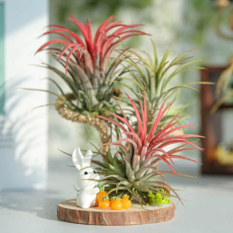 Воздушный ананас маленький белый кролик комбинированный ins ветер новые растения комнатные ленивый продвинутый беспочвенный цветок зеленая посадка
