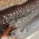 Mesh embroidered Pearl sequins loose beads embellished fabric handmade DIY fabric wedding dress veil skirt fabric