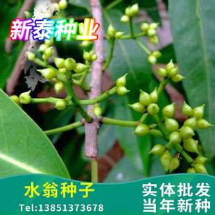 ˮ�̷N�ӷN���ļ�ͥԺ����ˮ�̻��N��Ҏ���Rȫ�����N�۷N�����l