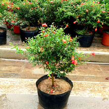 石榴花盆栽观赏果树苗室内盆景四季好养植物室外庭院阳台花石榴苗