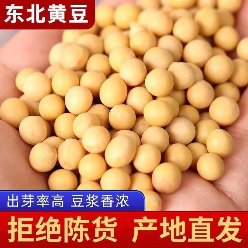 年东北发豆芽的黄豆食用农产品发黄豆芽专用豆黑龙江生豆牙小豆大